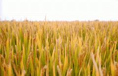 稻谷飘香迎丰年|创世大发生产基地奏响丰收乐章