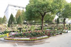 以树为碑：生命的另一种生长